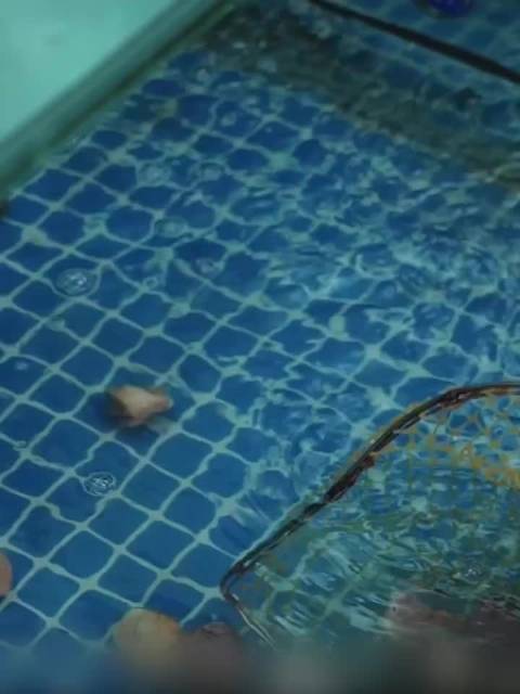 白鹿和李昀锐演夫妻，一个厉害媳妇一个老实人