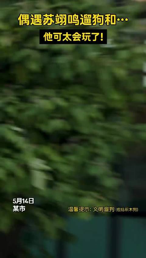 苏翊鸣用乐高积木遛狗视频引热议，明日官宣揭晓谜底
