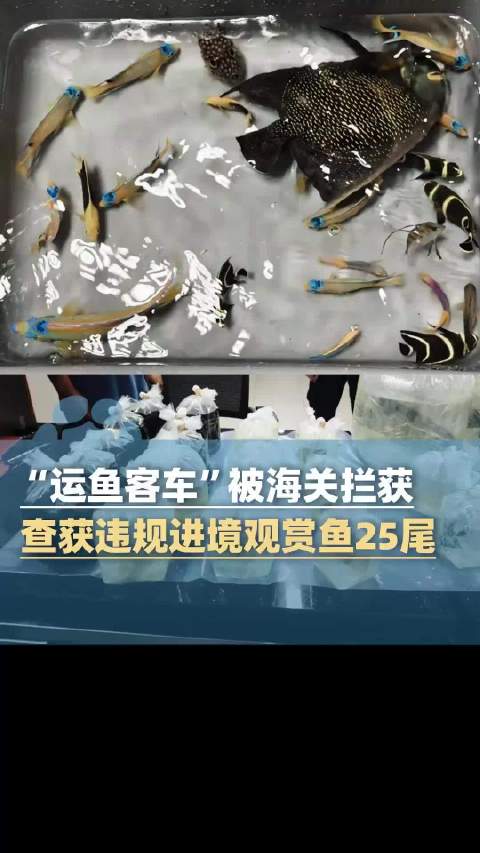 客车违规携带活体观赏鱼被查获