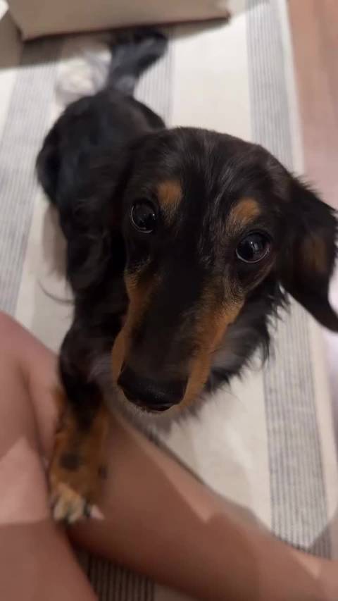 Freen透露回家后爱犬Fy苏醒粘人