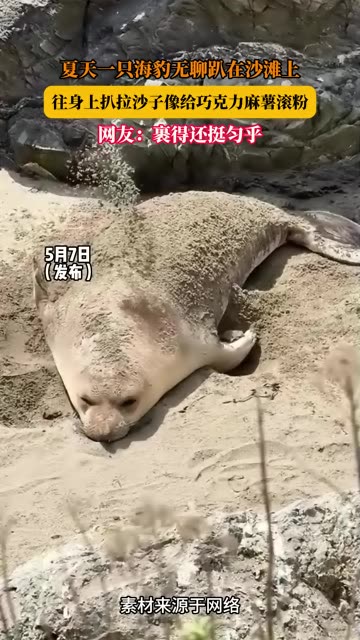 夏天一只海豹无聊趴在沙滩上，往身上扒拉沙子像给巧克力麻薯滚粉，网友：裹得还挺匀乎