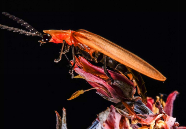 有趣的生物学 | 夏夜的“小灯笼”:萤火虫发光的奥秘