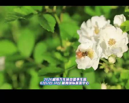 威海夏季车展来了，6月12日—14日威海国际展览中心，不见不散！