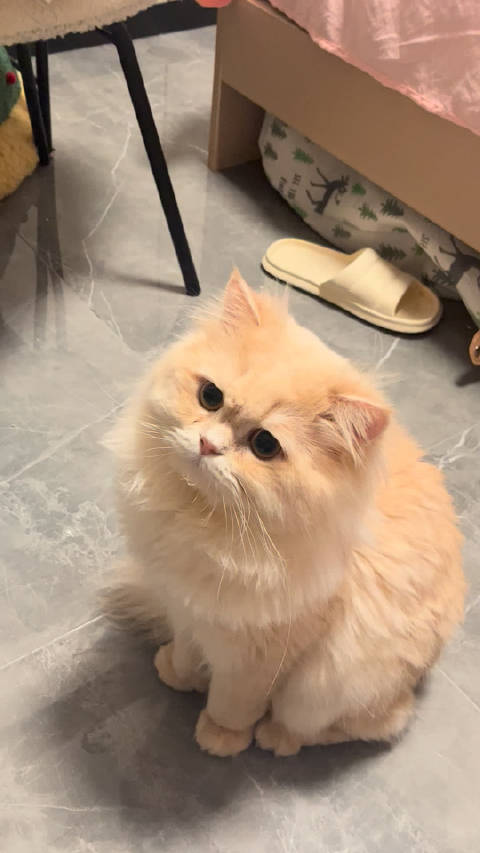 范丞丞回应爱猫体重争议，强调自家小猫健康标准