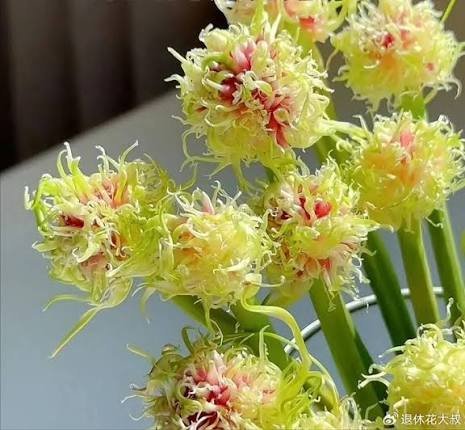 太接地气了！锤娜丽莎李川收蒜薹花束，回应‘爱吃会好好享用’甜哭全网