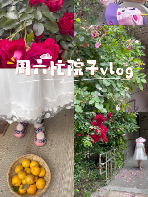 周末家庭日,姐弟戴帽赏花摘杏乐享天伦
