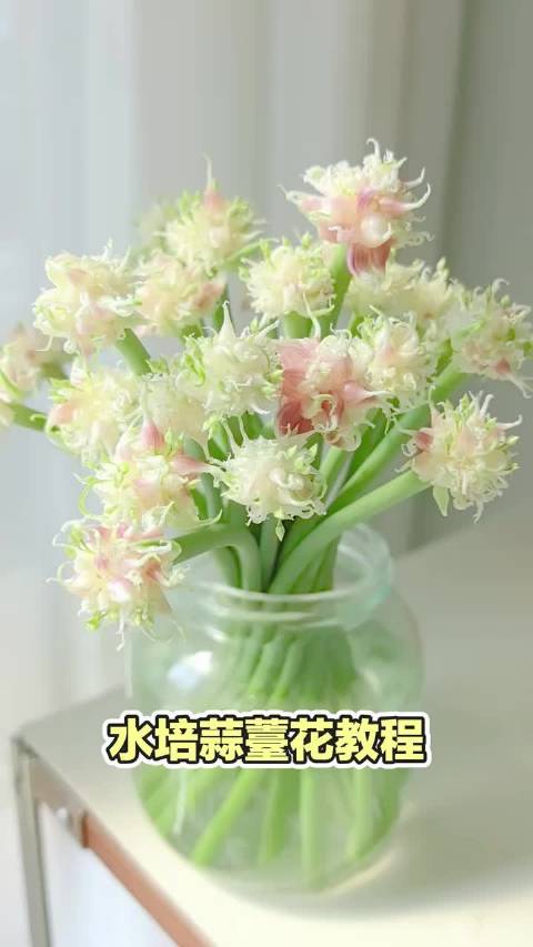 水培蒜薹花40天转粉绽放，锤娜丽莎李川同款教程热传