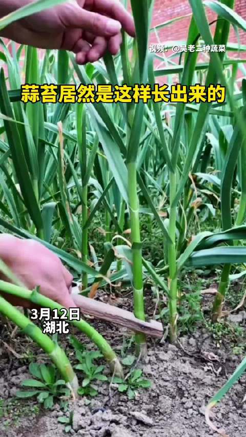 第一次见蒜苔是这样长出来的 .