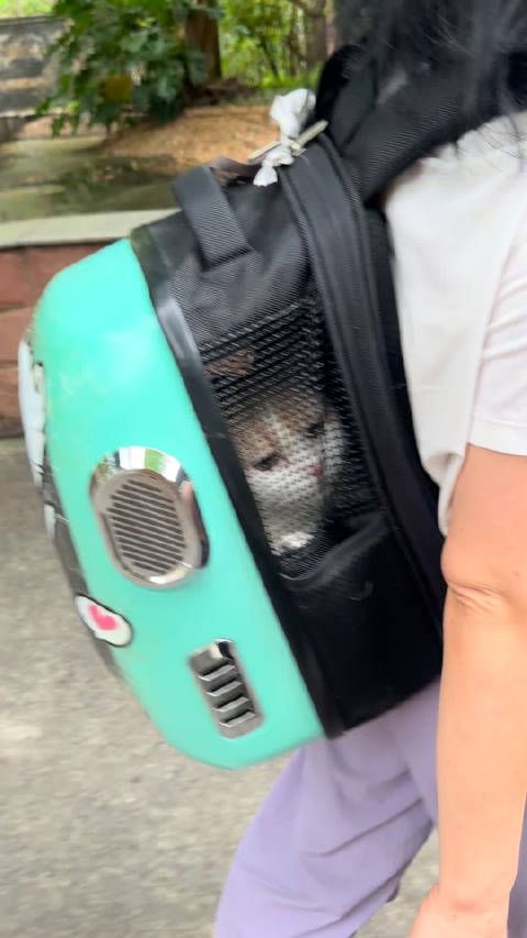 今天带猫猫打疫苗，好可怜看着