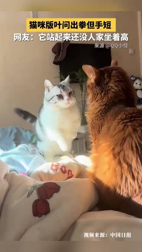 猫咪模仿叶问出拳手短引热议