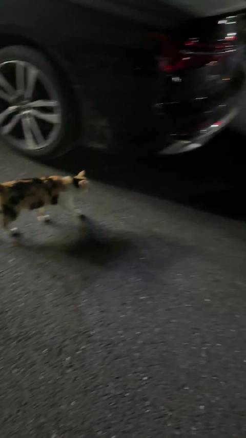 偶遇美人鱼战士