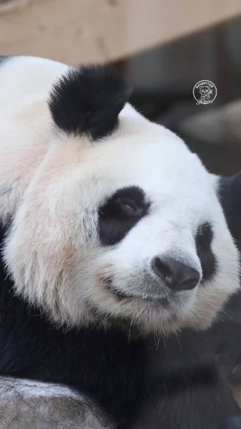 爱耶啵加油 2026.05.15 respectedaibao_baolove