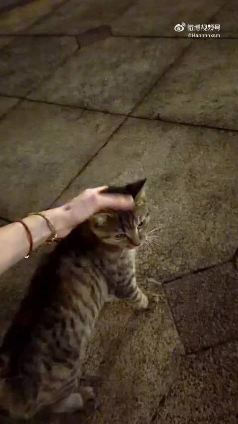 鞠婧祎感觉很喜欢这只小猫，为什么我不是这只猫？！