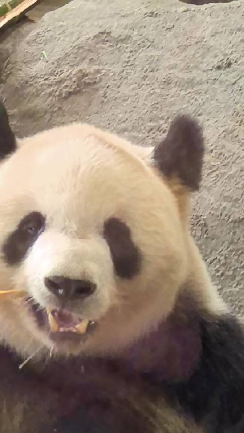 2026.5.9 十点半 艾伦吃播