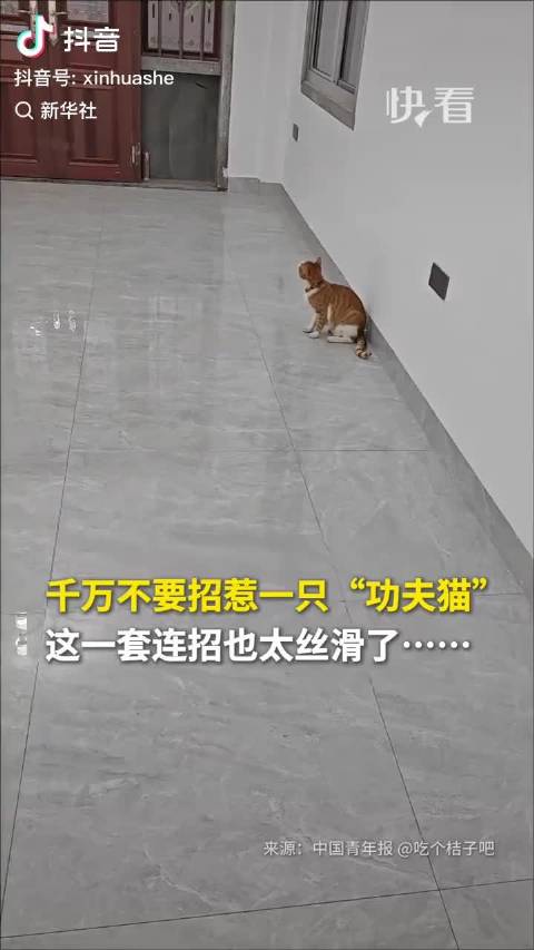 “身怀绝技的橘猫，一招制胜狸花猫…”