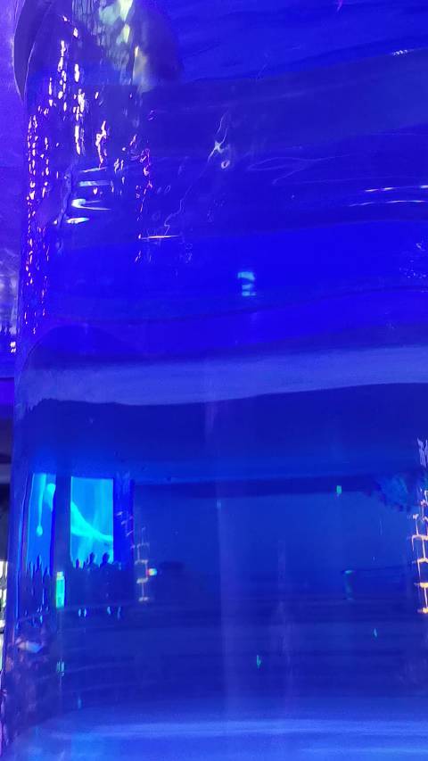 丝滑的海豹