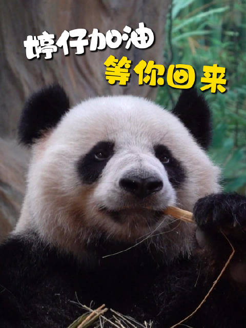 熊猫婷仔营业中受噪音困扰，玻璃隔音效果引关注