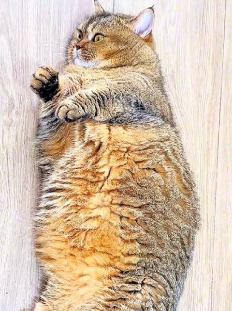 唐俪辞的小猫肿么了？ 肿了 是真肿了 罗云熙罗云熙蒂花之秀品牌全球代言人
