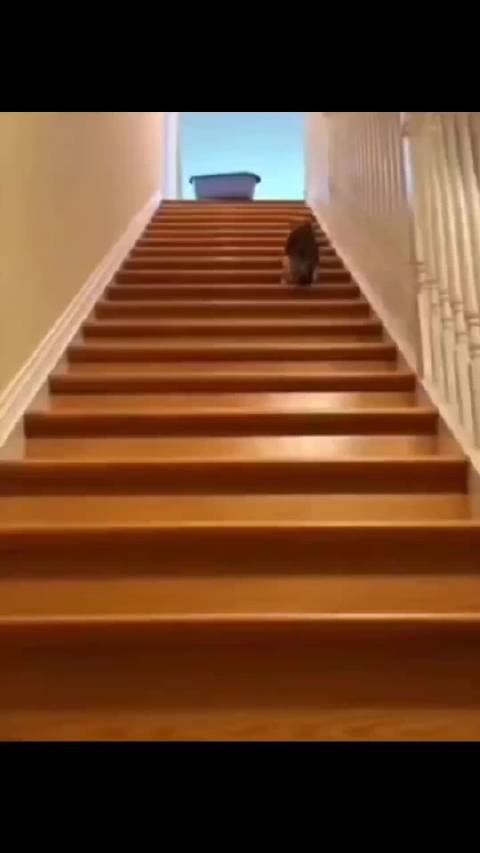以防你没看过猫开拖拉机
