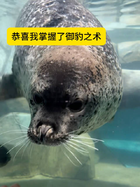 御豹之术 易如反掌
