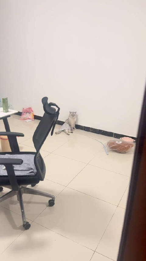 美人鱼豆包