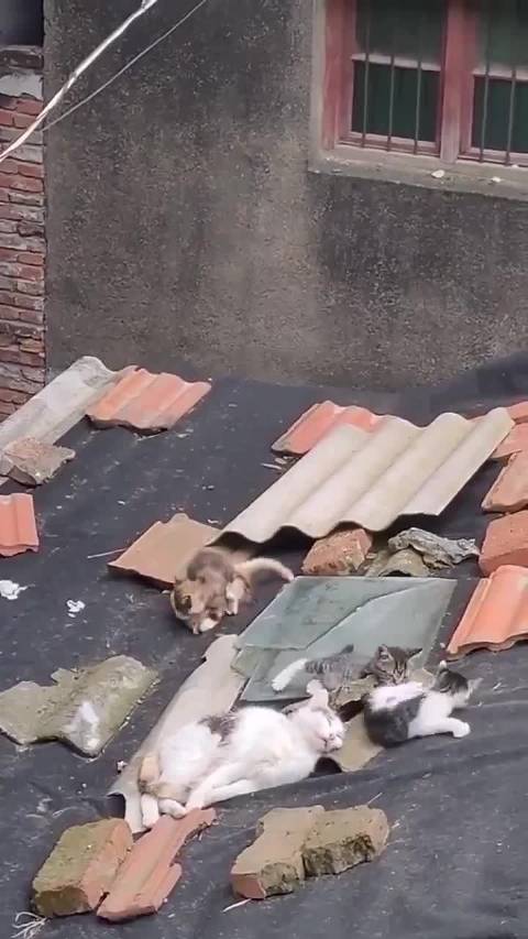 高城欲舞弊遭袁朗淡然回应