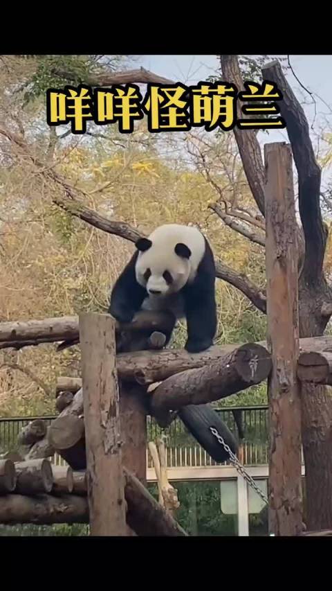 萌兰是拖拉机？