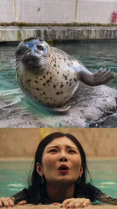 徐冬冬与海豹神态相似引热议