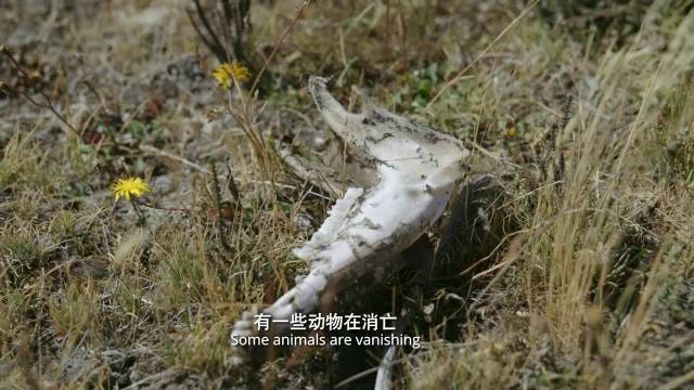 优酷斩获泰利奖八项大奖，极境冰川之上夺金
