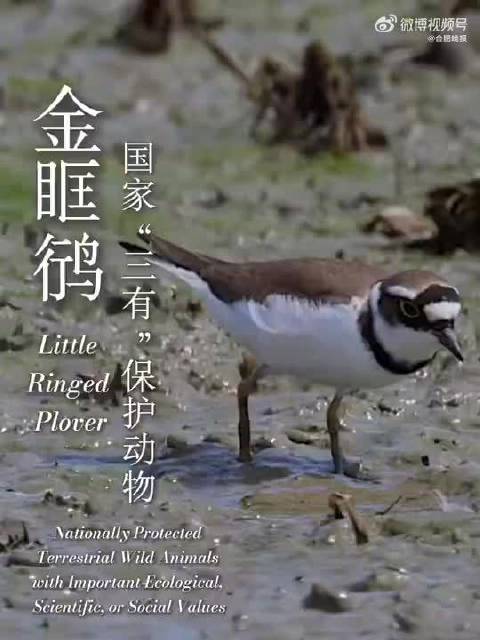 合肥首次拍摄到国家三有保护动物金眶鸻