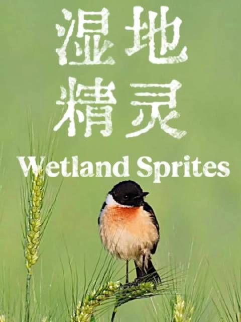 合肥旷野小精灵