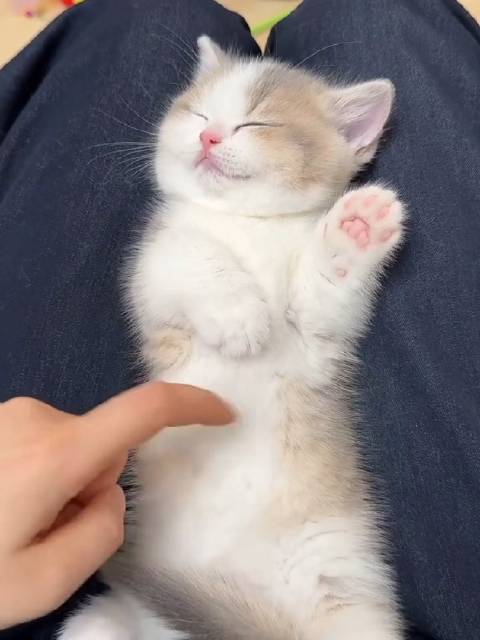 小猫咪安睡萌态治愈人心