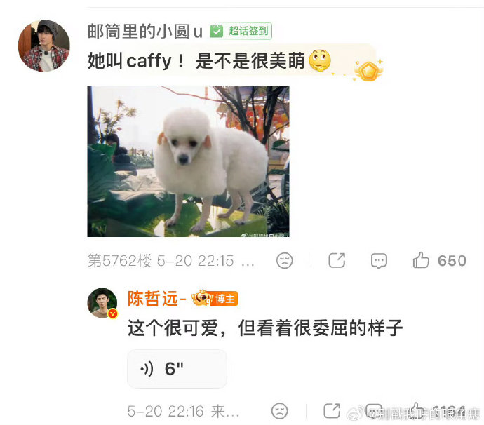 陈哲远520宠粉狂夸陈奕恒爱犬可爱，狗狗“小羊”造型引热议
