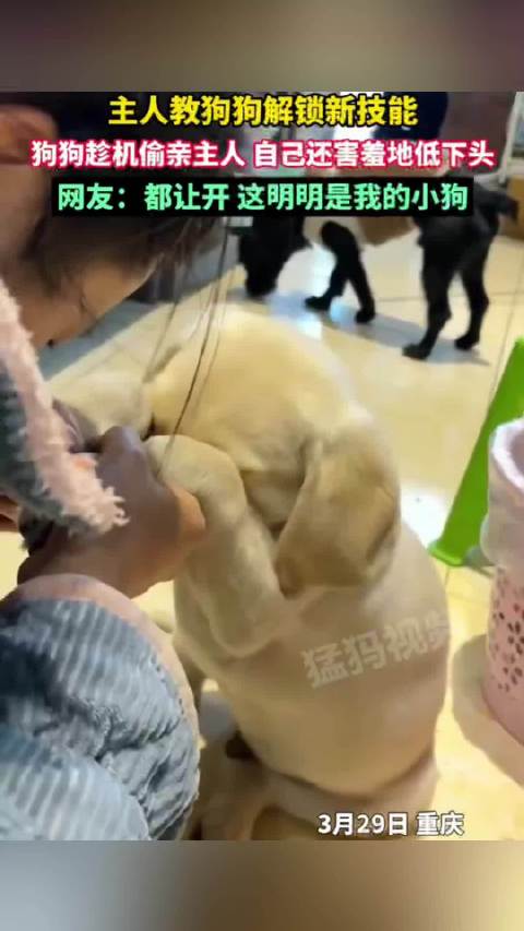 小狗闭眼许愿时偷亲主人额头暖化网友