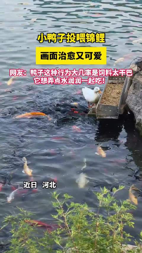 河北小鸭子投喂锦鲤