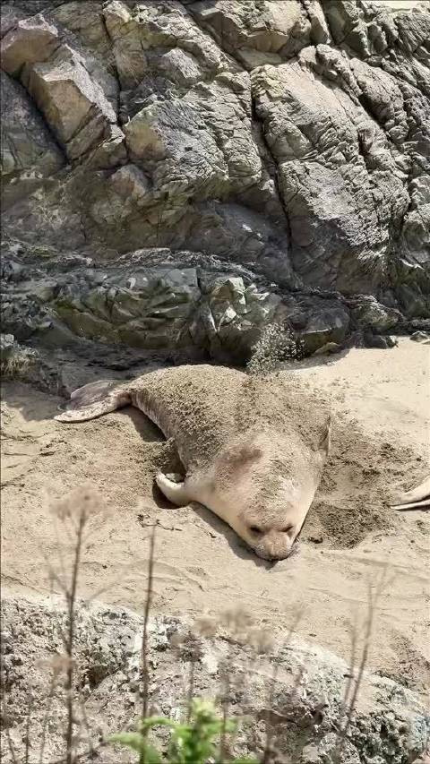 一只无聊的海洋生物