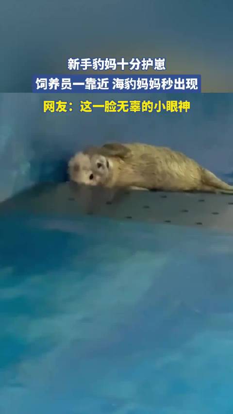 新手豹妈护崽心切饲养员靠近秒现身