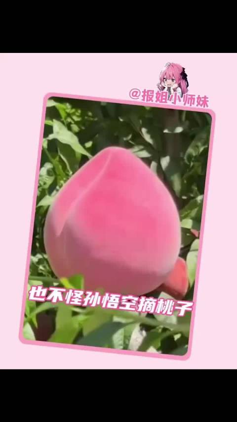 原来西游记的桃子长这个样子啊，看的人很想吃两口 肥城桃 水果