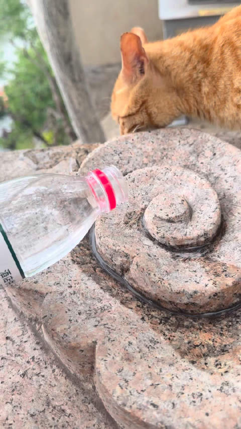 女子为口渴流浪猫倒水未带猫条表愧疚