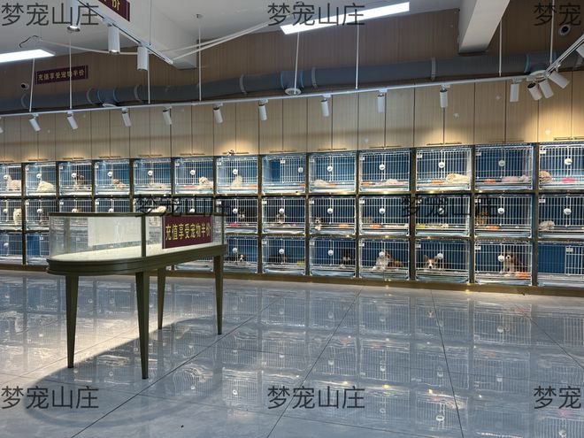 合肥买猫狗推荐 合肥本地头部十年老店 合肥老牌购宠