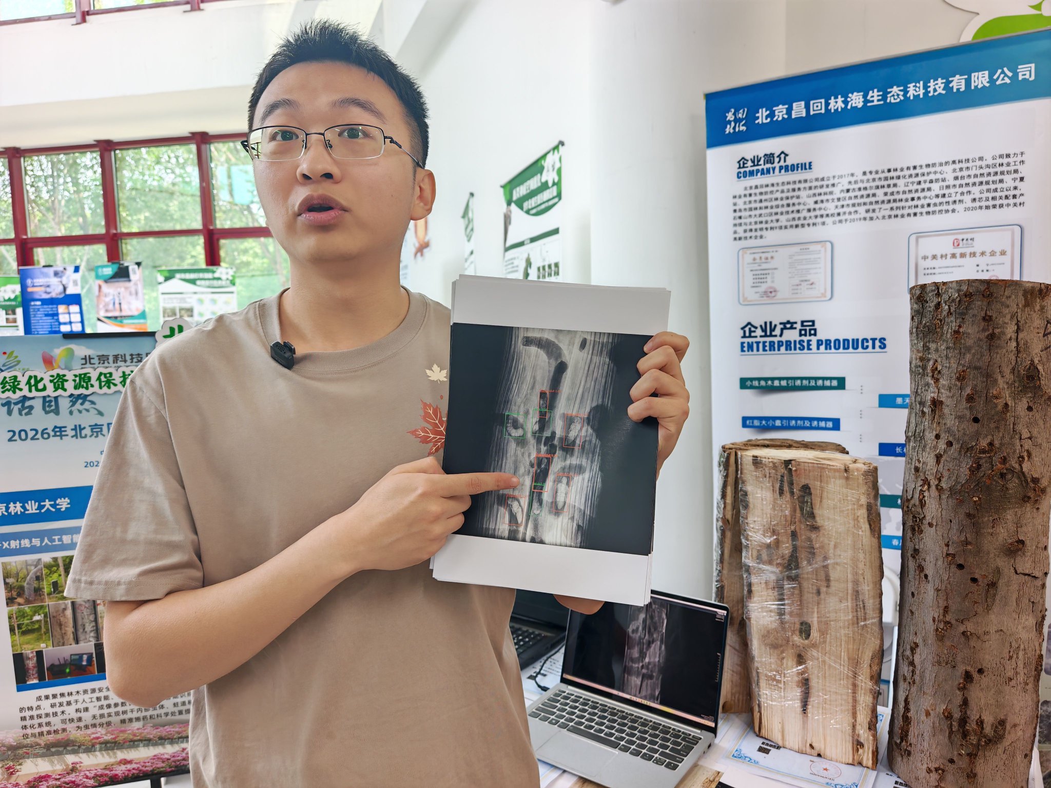樹木解剖和X光片對比，驗證系統準確發現了害蟲。新京報記者 張璐 攝