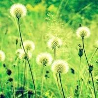 车企共鸣，上汽力挺长城，后续会有谁跟进