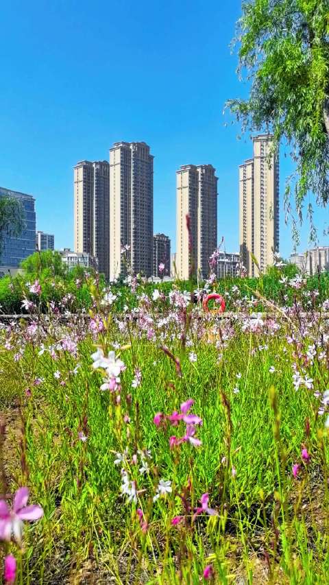 晴空伴繁花，日常亦有小美好，晚安，祝大家都能有个愉快的周末