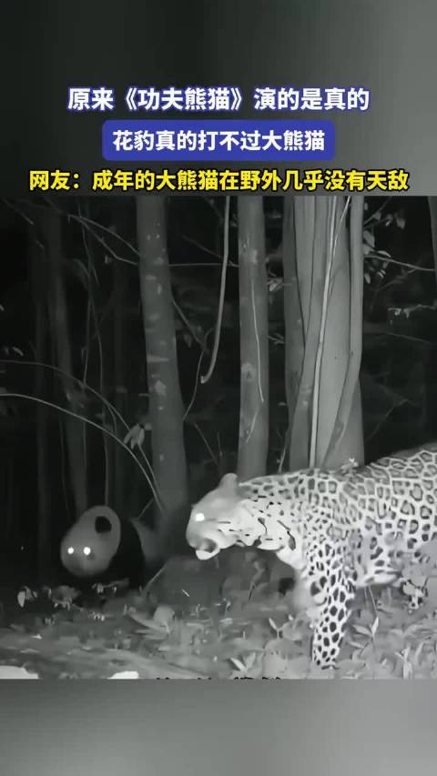 原来《功夫熊猫》演的是真的，花豹真的打不过大熊猫！