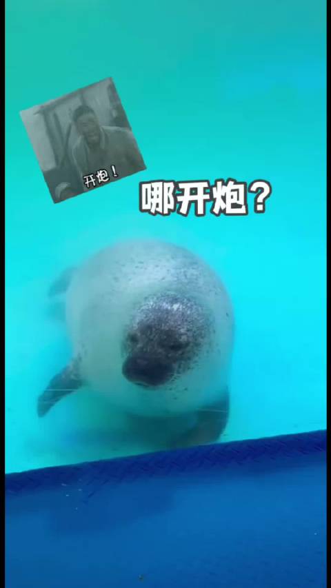 哪开炮？我会一直顺 顺顺顺顺顺