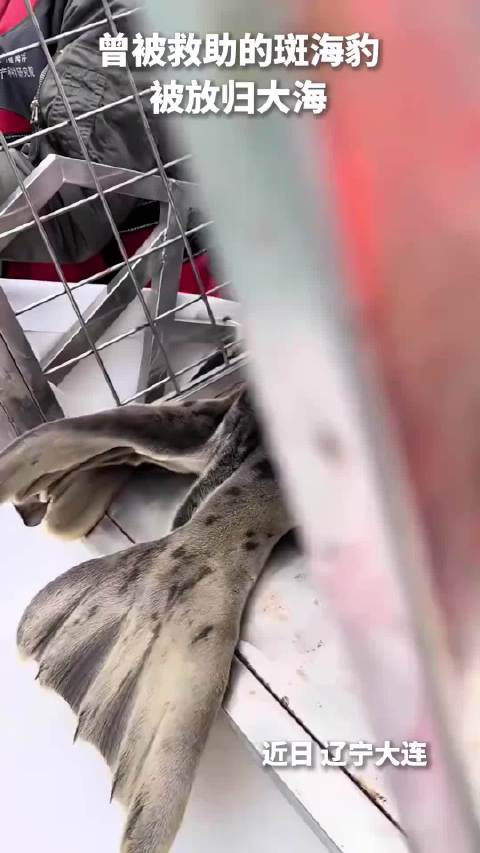 怎么看出了满脸不舍 海豹｜救助