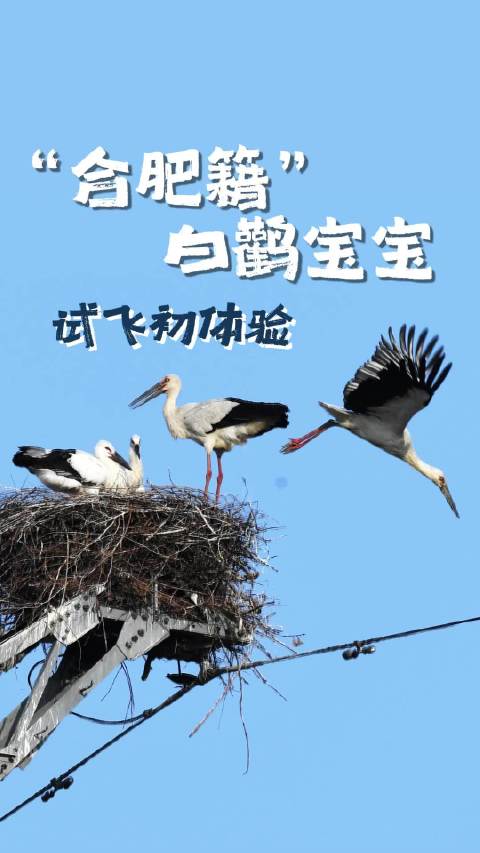 合肥东方白鹳幼鸟湿地初飞成功