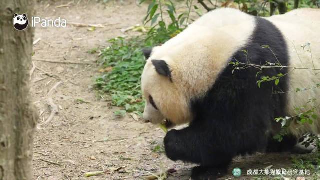 大熊猫开启寻宝捡笋模式