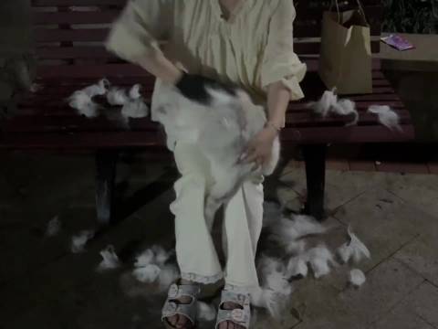 一个宁静的下午，有位女士正在优雅的采收猫毛，又到了丰收的季节