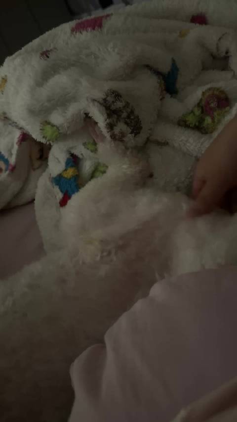 和小皮卡睡觉前的必备项目 给它做全身马杀鸡 小皮 还是你懂的享受